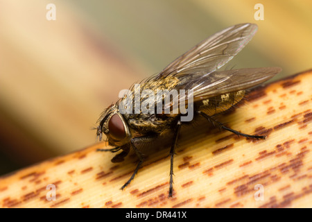 Cluster femmina fly, Pollenia rudis Foto Stock