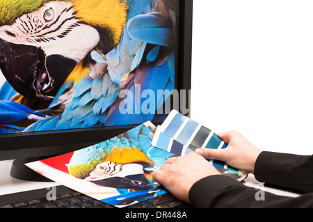 Graphic designer al lavoro. I campioni di colore. Blue Parrot macaw bird photo Foto Stock