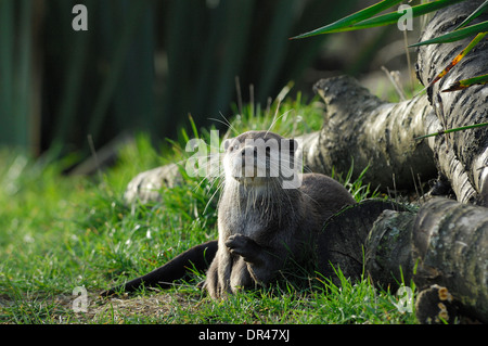 Oriental piccola artigliato lontra, Amblonyx cinereus presso lo Zoo Whipsnade,solo uso editoriale Foto Stock