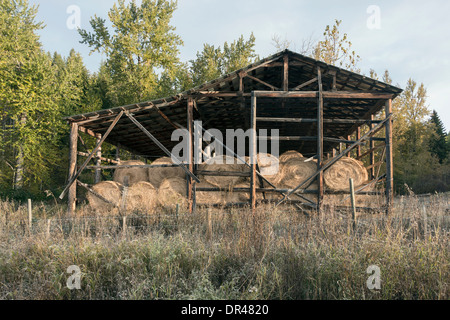 Round balle di fieno in un vecchio fienile aperto, nelle vicinanze delle probabili, British Columbia Foto Stock