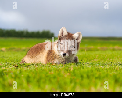 La volpe polare ( vulpes lagopus ) chiamato anche volpe artica Foto Stock
