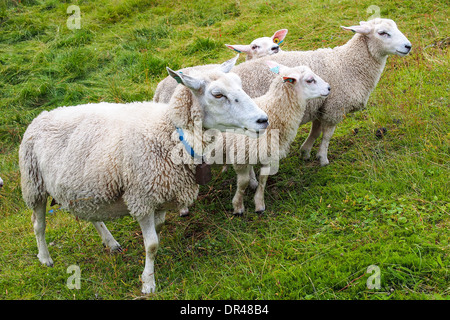 Sheeps norvegese Foto Stock