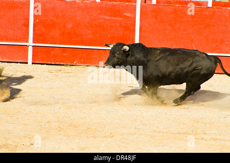 Lotta al toro immagine dalla Spagna. Toro nero Foto Stock