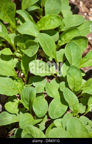 Gli spinaci che crescono in un giardino urbano Foto Stock