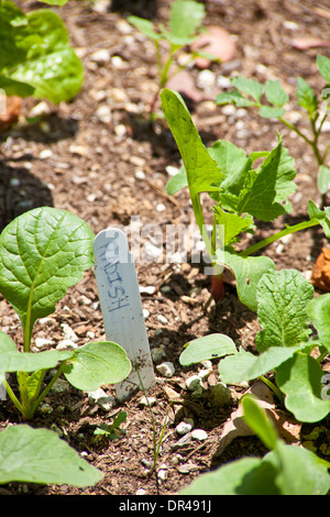 Ravanelli che crescono in un giardino urbano Foto Stock