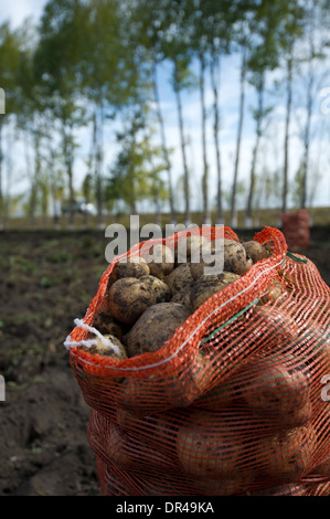 Patate in busta di plastica Foto Stock