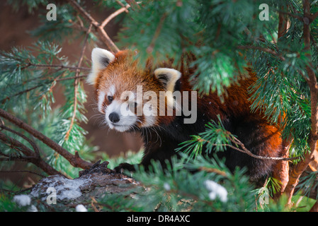 Panda rosso - Ailurus fulgens, chiamato anche minore e panda rosso gatto-bear Foto Stock