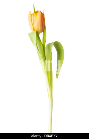 Uno separato freschi tulip flower. Isolato su bianco. Foto Stock