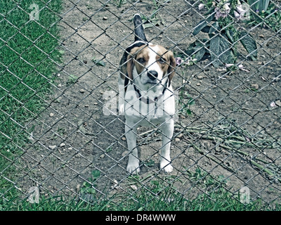 Cane il peering attraverso la catena collegamento recinto Foto Stock