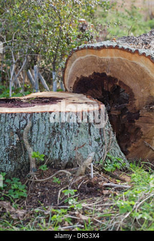 Farnia. Quercus robur. Tronco Abbattuto, che mostra in sezione trasversale di marciume centro interno di legno. Il pensiero di albero pericoloso, abbattuto. Foto Stock