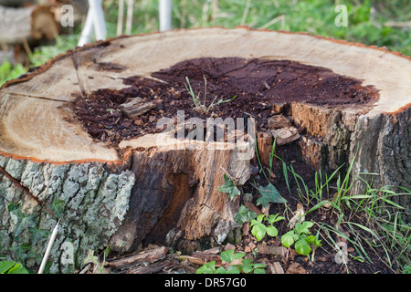 Farnia. Quercus robur. Tronco Abbattuto, che mostra in sezione trasversale di marciume centro interno di legno. Il pensiero di albero pericoloso, abbattuto. Foto Stock