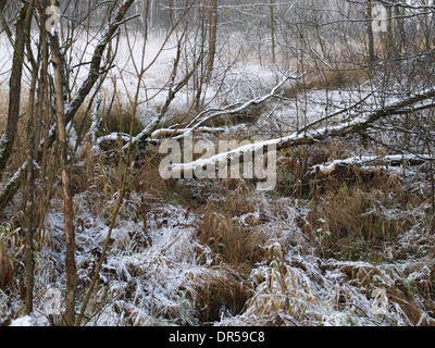 Beaver abbattuti gli alberi di salice in un bog Foto Stock
