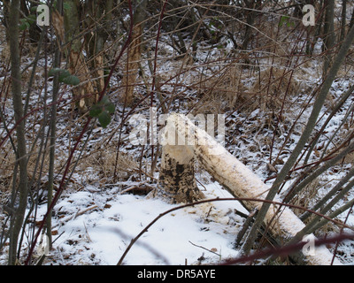 Willow albero abbattuto da un Europian Beaver Foto Stock