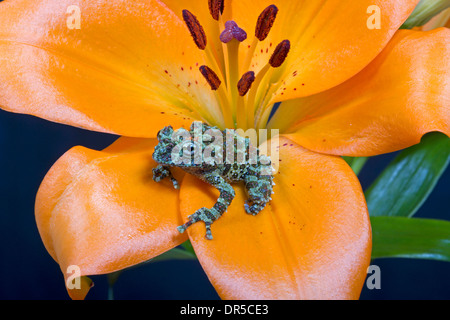 Vietnamita rana di muschio (Theloderma corticale) sul fiore Foto Stock