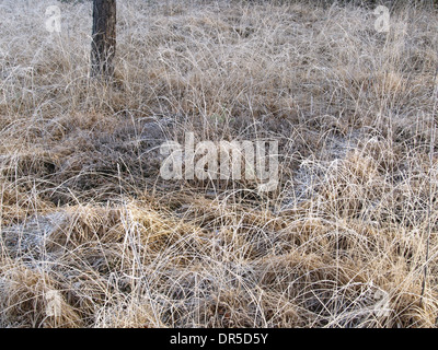 Congelati viola moor erba e bog arbusto di mirtillo europeo Foto Stock