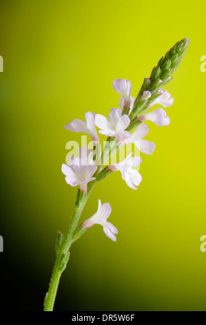 Ritratto verticale di vervain, Verbena officinalis. Foto Stock