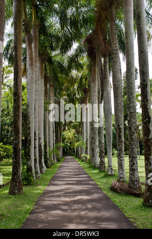 File di palme al Sir Seewoosagur Ramgoolam Botanical Gardens, Pamplemousses, Mauritius. Foto Stock