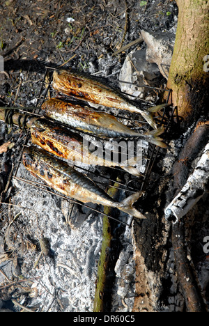 La cottura di sgombro su un fuoco aperto Foto Stock