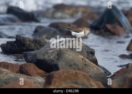 Politica europea comune Sandpiper- Actitis hypoleucos appoggiato sulle rocce Foto Stock