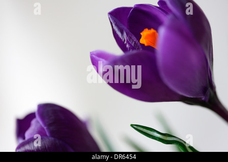 Bella viola crocus molla su bianco fresca e pura Jane Ann Butler JABP Fotografia1111 Foto Stock