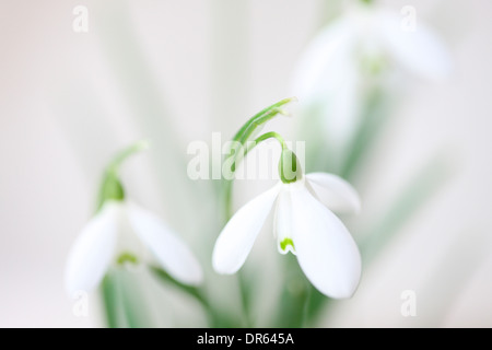 Minima e immagine contemporanea del classico snowdrop galanthus Jane Ann Butler JABP Fotografia1106 Foto Stock