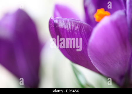 Bella viola crocus molla su bianco fresca e pura Jane Ann Butler JABP Fotografia1113 Foto Stock