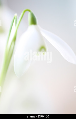 Delicato snowdrop il fascino e la purezza della Jane Ann Butler JABP Fotografia1115 Foto Stock