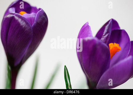 Bella viola crocus molla su bianco fresca e pura Jane Ann Butler JABP Fotografia1112 Foto Stock