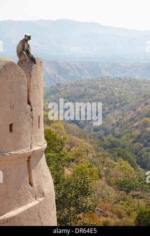 Indian monkey langur sulla parete di antiche Kumbhalgarh Fort nel Rajastan Foto Stock