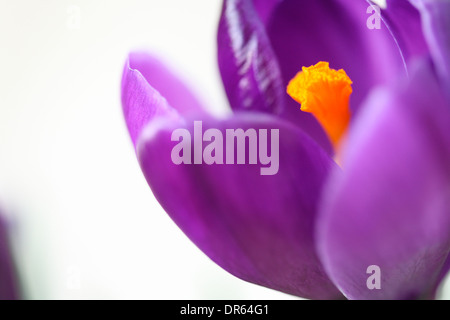 Bella viola crocus molla su bianco fresca e pura Jane Ann Butler JABP Fotografia1110 Foto Stock
