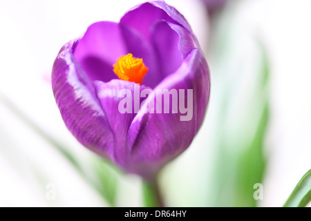 Bella molla viola crocus fresca e viva Jane Ann Butler JABP Fotografia1108 Foto Stock