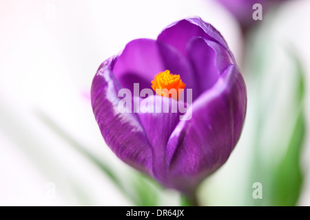 Bella molla viola crocus fresca e viva Jane Ann Butler JABP Fotografia1107 Foto Stock