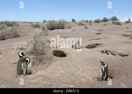 Magellan colonia di pinguini di Punta Tombo, Chubut, Argentina Foto Stock
