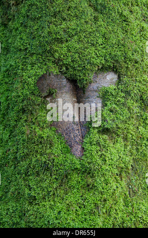 A forma di cuore sulla corteccia verde muschio coperto tronco di albero Foto Stock