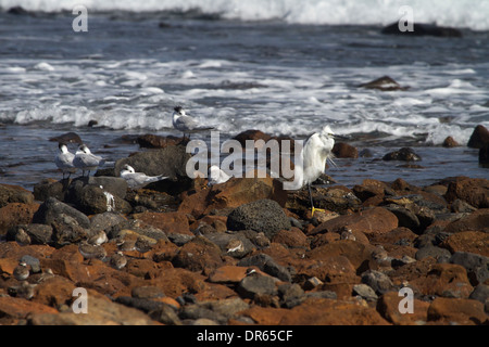 Garzetta e Sandwich Sterne appoggiata dal mare Foto Stock