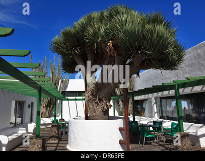 Il vecchio albero Drago a Mirador de Haria nel nord di Lanzarote, Isole Canarie, Canarie, Spagna Foto Stock