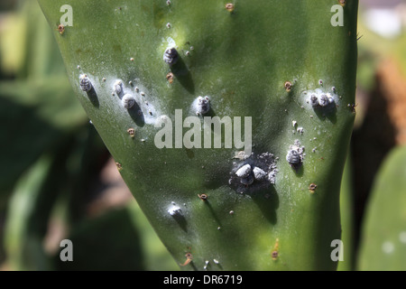 Spagna Opuntienplantagen per la riproduzione della scala di cocciniglia insetto in Guatiza, Lanzarote, Isole Canarie, Canarie Foto Stock