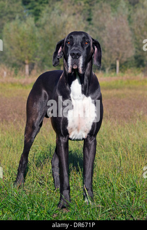 Alano / Deutsche Dogge / Tedesco Mastiff, una delle più alte del mondo cane razze Foto Stock