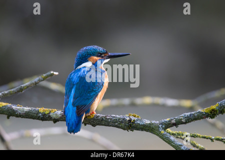 Alcedo atthis comune Eisvogel Kingfisher Foto Stock