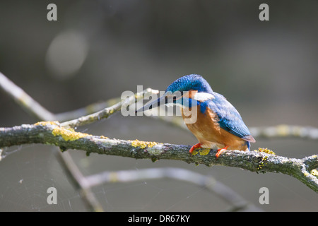 Alcedo atthis comune Eisvogel Kingfisher Foto Stock