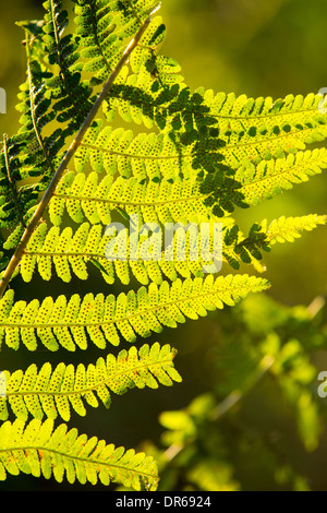 Le felci in serata calda luce, Ambleside, Lake District, UK. Foto Stock
