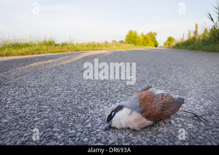 Uccello morto sulla strada rosso Neuntoeter backed Shrike Red-backed Shrike Lanius collurio Foto Stock