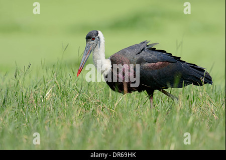 Lanosi colli (Stork Ciconia episcopus episcopus), di Keoladeo Ghana national park, Rajasthan, India Foto Stock