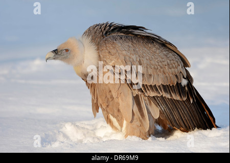 Grifone in inverno (Gyps fulvus) Foto Stock