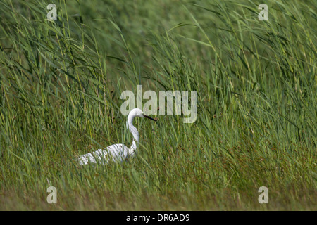 Ardea alba Casmerodius Albus Common Garzetta Airone bianco maggiore grande airone bianco grande airone bianco airone di grandi dimensioni Foto Stock