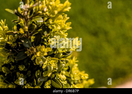 Chiusura del box impianto (Buxus) con prato in background Foto Stock