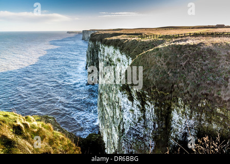 Bempton Cliffs RSPB sito sulla costa orientale dell'Inghilterra Foto Stock