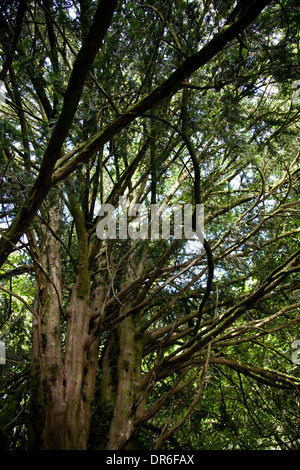 Foresta densa Foto Stock