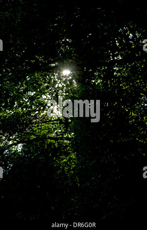 Luce del sole che filtra attraverso la fitta di alberi Foto Stock