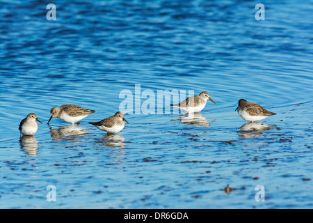 Dunlin (Calidris alpina), alimentando sul tidal velme, Foto Stock